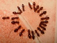 Arılar, Karıncalar (hymenoptera)