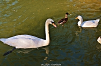 Swan. ) - Fotoraf: mer ar Yedigz fotoraflar fotoraf galerisi. 
