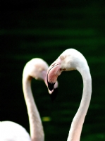 Flamingo - Fotoraf: Bnyamin Snmez fotoraflar fotoraf galerisi. 