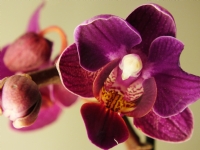 Orkide - Fotoraf: Bora Kahraman fotoraflar fotoraf galerisi. 
