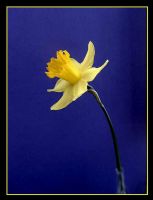 Narcis... - Fotoraf: Glen Mutlu fotoraflar fotoraf galerisi. 