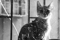 Windows Cat - Fotoraf: Evren Mrel fotoraflar fotoraf galerisi. 