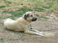 Saf Kangal