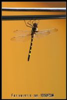 Dragonfly - Fotoraf: Fatih Kirtis fotoraflar fotoraf galerisi. 