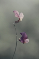 Orkide - Fotoraf: Yavuz Selim Turan fotoraflar fotoraf galerisi. 