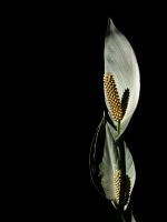 Orkide - Fotoraf: Hasan Gkhan Ylmaz fotoraflar fotoraf galerisi. 