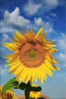 Sunflower - Fotoraf: Mete zhersek fotoraflar fotoraf galerisi. 
