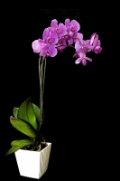 Orkide - Fotoraf: Recep Ylmaz fotoraflar fotoraf galerisi. 