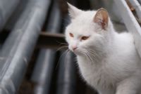Beyaz Kedi - Fotoraf: Melike Melike fotoraflar fotoraf galerisi. 