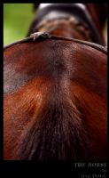 The Horse - Fotoraf: Oral Dogu fotoraflar fotoraf galerisi. 
