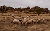 Hafzn Koyunlar