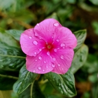 Yağmur Sonrası Damlalar Ve Çiçek