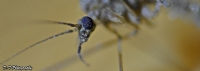 Sivrisinek - Fotoraf: Doukan Turaman fotoraflar fotoraf galerisi. 