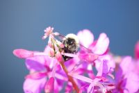 Bombus - Fotoraf: Mustafa Erkek fotoraflar fotoraf galerisi. 