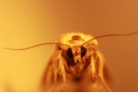 Bir Kelebekle Makro Gnl