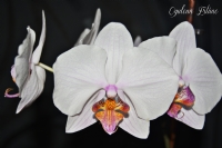 Evdeki Orkide Calismam