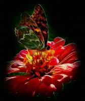 Butterfly Effect Of Nature