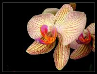 Orkide - Fotoraf: Serhan Serter fotoraflar fotoraf galerisi. 