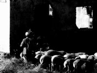 Koyunlar - Fotoraf: Zeynel Erden fotoraflar fotoraf galerisi. 