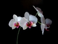 Ayna ’nn Orkidesi