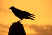 The Crow... - Fotoraf: Oytun Pank fotoraflar fotoraf galerisi. 