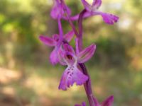 Salep ( Mikro Orkide )
