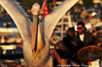 Pelican - Fotoraf: hsan am fotoraflar fotoraf galerisi. 