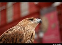 Eagle Of The Kremlin