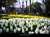 stanbul’da Lale Devri - Fotoraf: Arif Ekiz fotoraflar fotoraf galerisi. 