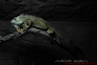 Iguana - Fotoraf: Serdar Gozen fotoraflar fotoraf galerisi. 