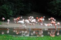 Flamingo - Fotoraf: Mustafa Kavas fotoraflar fotoraf galerisi. 