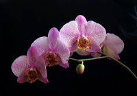Orkidemiz 2