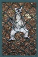 Lemur - Fotoraf: Burak Kasapoglu fotoraflar fotoraf galerisi. 