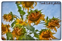 Sunflower 🌻 🌻 🌻 - Fotoraf: Tark Ik fotoraflar fotoraf galerisi. 