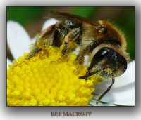 Bee Macro Iv - Fotoraf: Gurcan 052 fotoraflar fotoraf galerisi. 