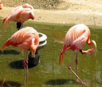 Flamingolar - Fotoraf: Murat Kalay fotoraflar fotoraf galerisi. 