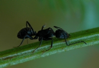 Karınca Kararınca - Fotoğraf: Ayfer Tosun fotoğrafları fotoğraf galerisi. 