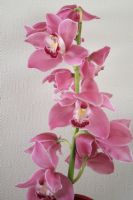 Pembe Orkide - Fotoraf: brahim brahim fotoraflar fotoraf galerisi. 