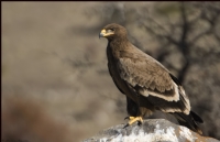 Bozkr Kartal Steppe Eagle / Aquila Nipalensis - Fotoraf: Menderes Atay fotoraflar fotoraf galerisi. 
