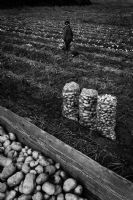 Patates İşcisi - Fotoğraf: Seher Basogul fotoğrafları fotoğraf galerisi. 