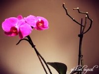 Orkidelerimden..