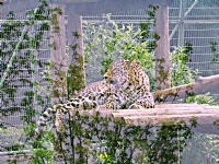 Bursa Zoo 1