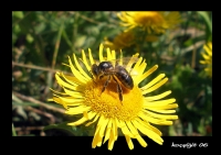 Bee - Fotoraf: Fatih Koyiit fotoraflar fotoraf galerisi. 