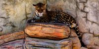 Jaguar - Fotoraf: Erkan Duran fotoraflar fotoraf galerisi. 