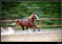 Atlar.. - Fotoraf: Sinan Vanli fotoraflar fotoraf galerisi. 