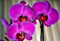 Orkidem... - Fotoraf: Hulusi ster fotoraflar fotoraf galerisi. 