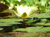 Water Lilac - Fotoraf: Fuat Boran fotoraflar fotoraf galerisi. 