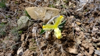 Iris Orchioides Bozk�r G�zeli - Foto�raf: Fatih Beg foto�raflar� foto�raf galerisi. 