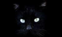 Black Cat - Fotoraf: Mehmet Akyz fotoraflar fotoraf galerisi. 