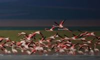 All Turna (flamingo) - Fotoraf: Zafer Tekin fotoraflar fotoraf galerisi. 